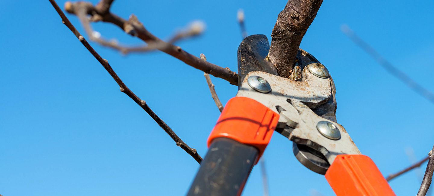 pruning trees as part of the spring home to-do checklist