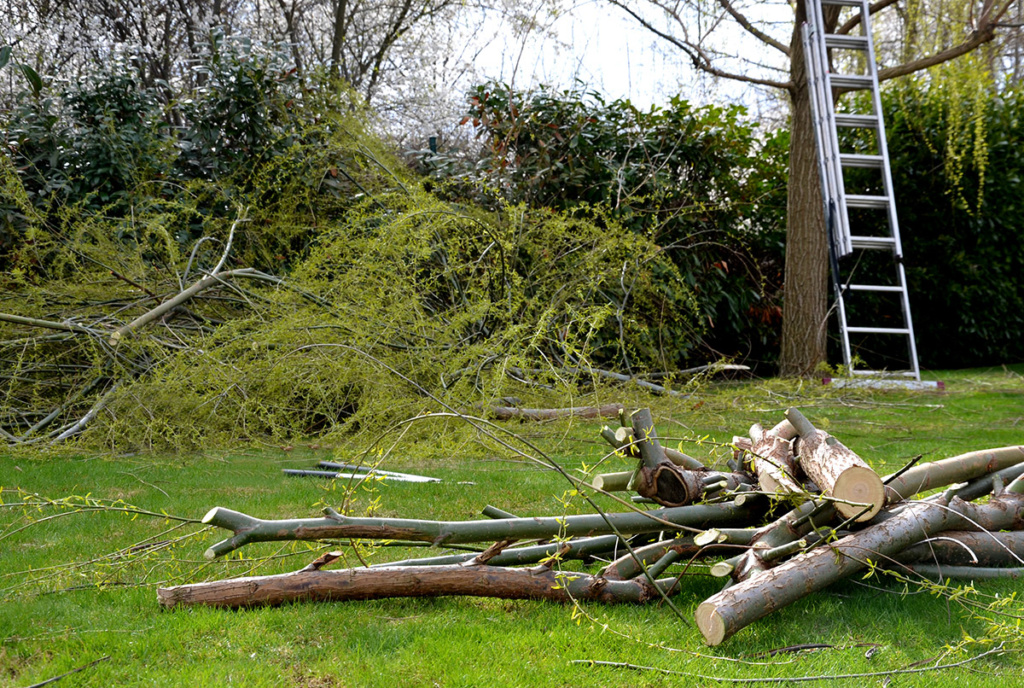 defensible space zone two tree limbs and hedge