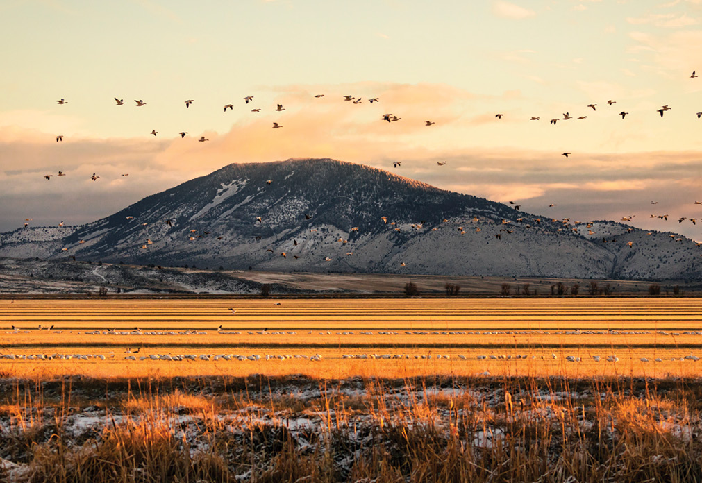 Pacific Flyway during the Winter Wings Festival in Klamath Falls