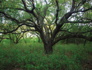 Sounthern live oaks make for an ideal birding location