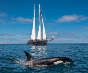 Boat and Orca in ocean waters.
