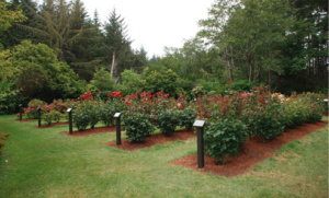 Rose Selection at the Shore Acres Botanical Gardens
