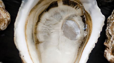 Close Up of an Oyster