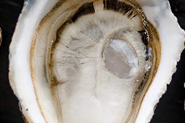 OysterHero Close Up of an Oyster