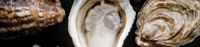 Close Up of an Oyster