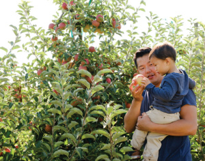 Man and boy enjoy orchard on a weekend in Corvallis