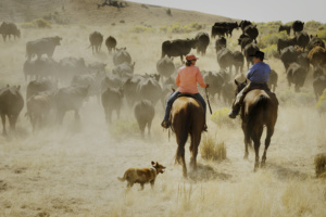 Cattle roundup at a destination ranch in Oregon.
