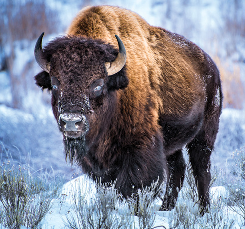 Visit a national park in winter to see herds of bison. But view from a distance!