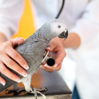 Veterinarian examining sick African grey parrot with stethoscope at vet clinic