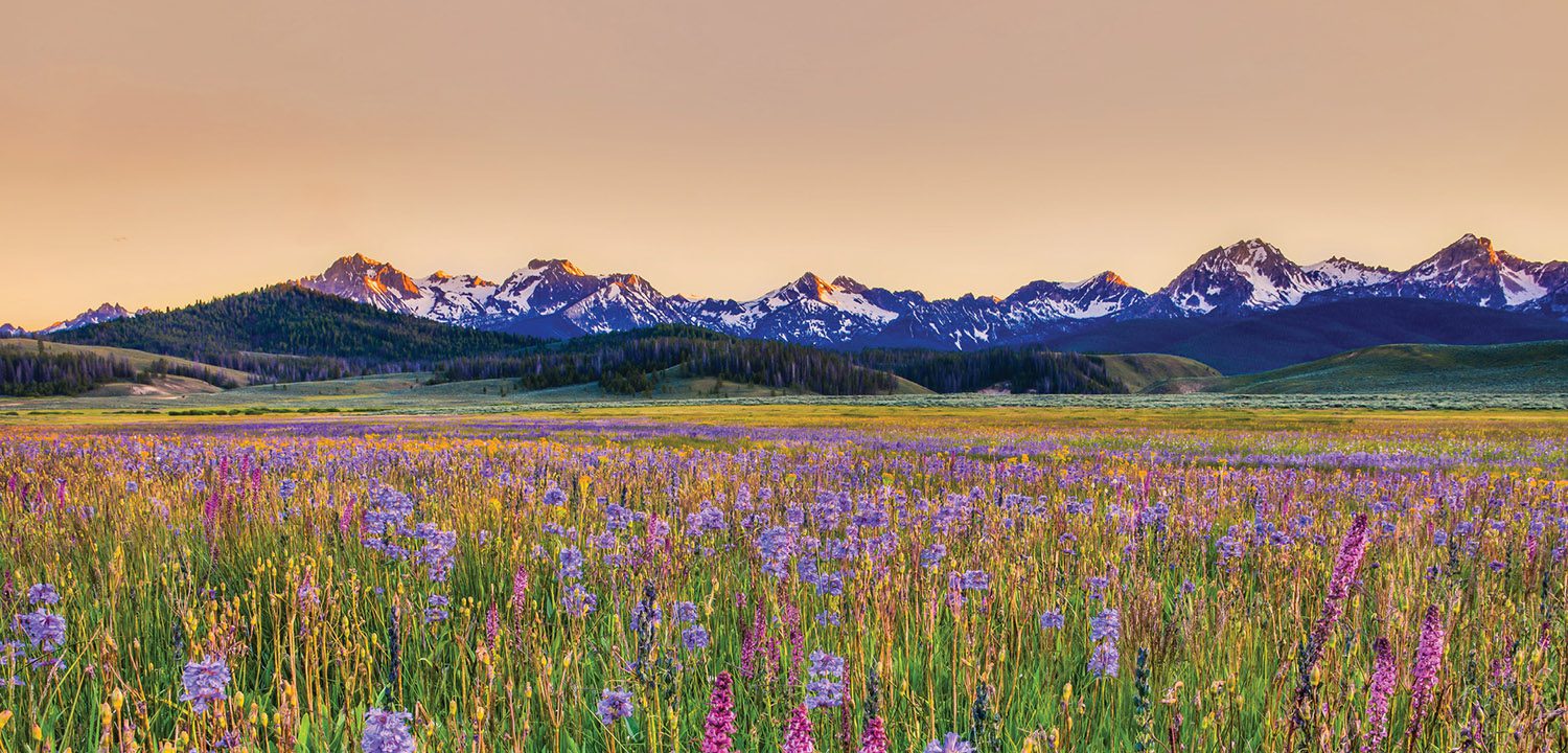 Best Wildflowers in the West