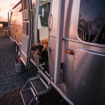 Dogs-in-camper