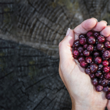 huckleberry season background