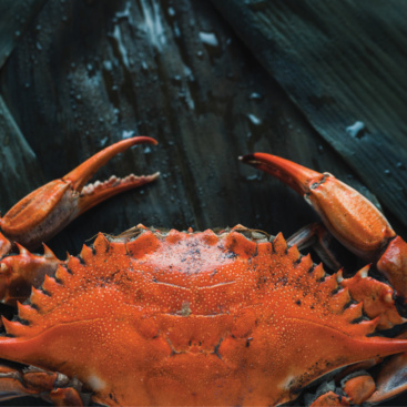 WRCFT_Dungeness_Crab