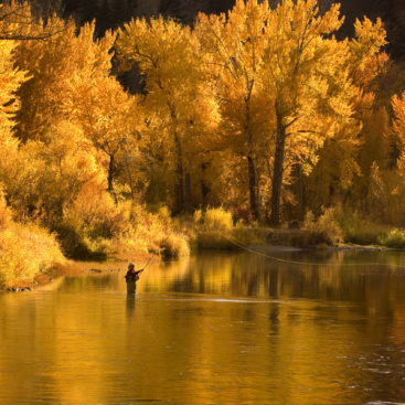 USA, Idaho, Salmon River, mature man fly fishing for trout, autumn