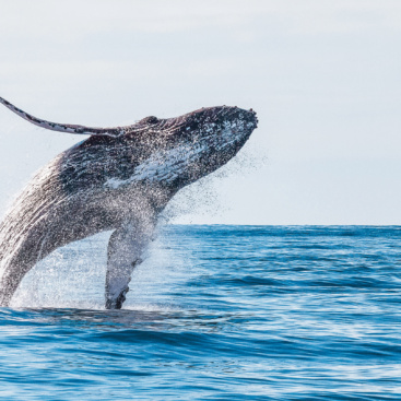 Humpback_Whale_Breach_0292