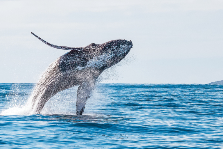 Humpback_Whale_Breach_0292