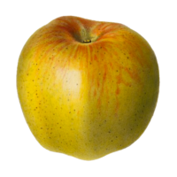 newtown-pippin-apple